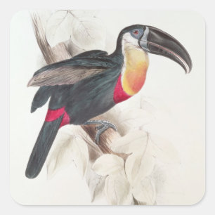 Adesivo Quadrado Enxofre e Toucan breasted branco, século XIX