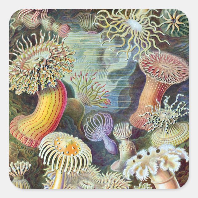 Adesivo Quadrado Ernst Haeckel Kunstformen der Nature Actiniae (Frente)