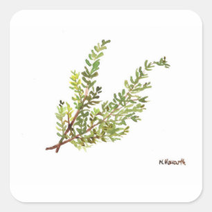 Adesivo Quadrado Erva rosada Pintura a aquarela Rosemary