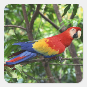 Adesivo Quadrado Escarlate do macaw no membro de árvore