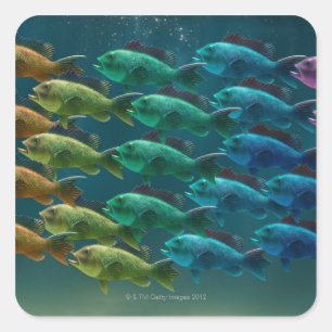 Adesivo Quadrado Escola do baixo do Mar Negro nas cores do