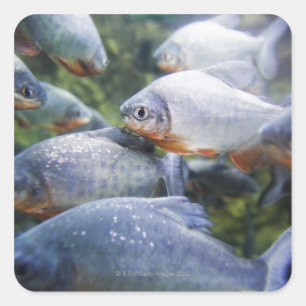 Adesivo Quadrado Escola dos Piranhas (nattereri de Pygocentrus)