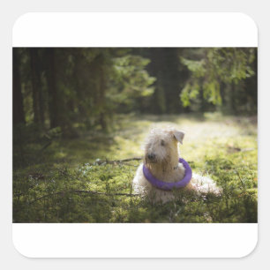 Adesivo Quadrado escoteiro deitado na floresta