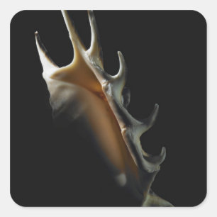 Adesivo Quadrado Escudo do Conch
