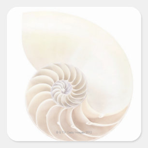 Adesivo Quadrado Escudo do nautilus, fim-acima