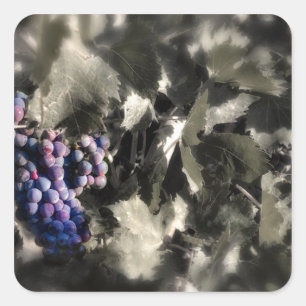 Adesivo Quadrado Esmagar na vinha principal do Tefft Cellars