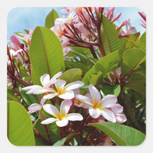 Adesivo Quadrado Esplendor Cor-De-Rosa, Sangue De Frangipani Rosa N