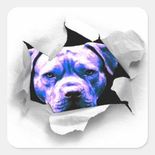 Adesivo Quadrado Espreite um pitbull da vaia