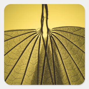 Adesivo Quadrado Esqueleto da folha