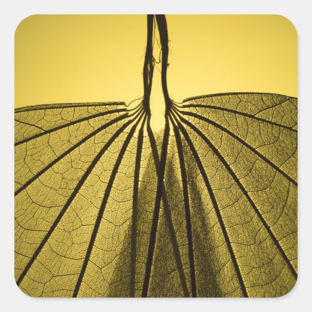 Adesivo Quadrado Esqueleto de Folha (Frente)