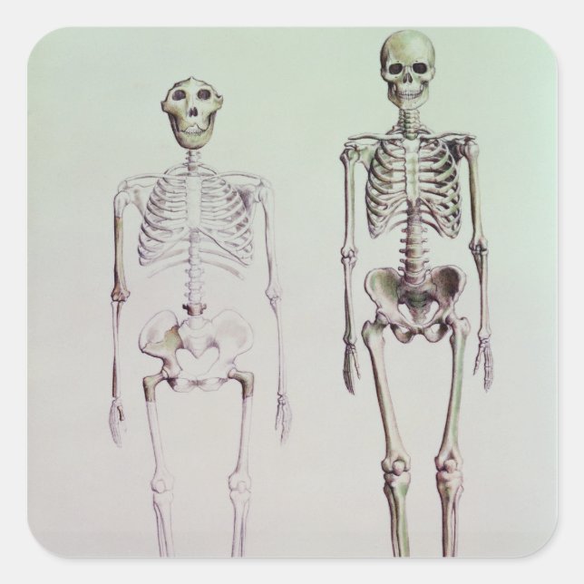 Adesivo Quadrado Esqueletos de Australopithecus Boisei (Frente)