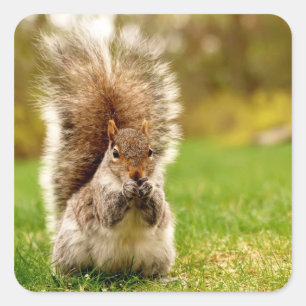 Adesivo Quadrado Esquilo gordo
