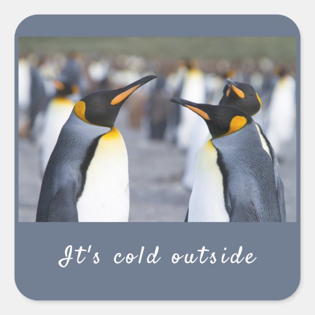 Adesivo Quadrado Está frio fora da foto do Rei Pinguin com texto (Frente)