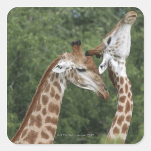 Adesivo Quadrado Estiramento de dois girafas (camelopardalis do