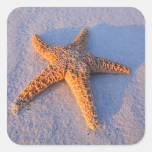 Adesivo Quadrado Estrela do mar na areia branca
