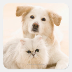 Adesivo Quadrado Estúdio disparado do gato e do cão