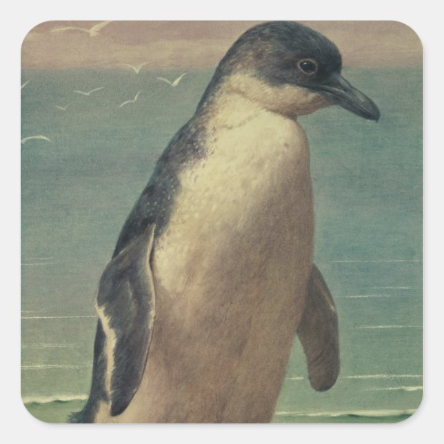 Adesivo Quadrado Estudo de um Pinguim (Frente)