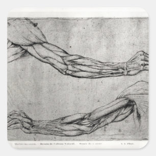 Adesivo Quadrado Estudo dos braços