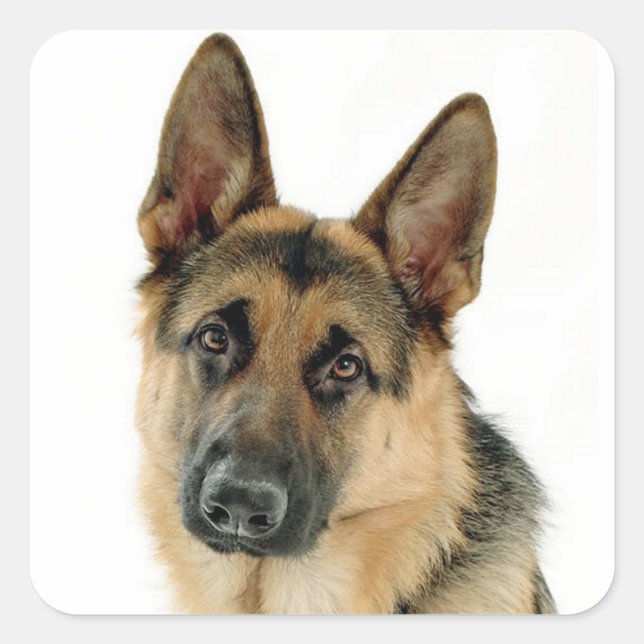 Adesivo Quadrado Etiquetas/Etiquetas para cães german shepherd (Frente)