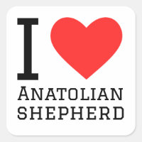 Eu amo pastor da Anatólia 