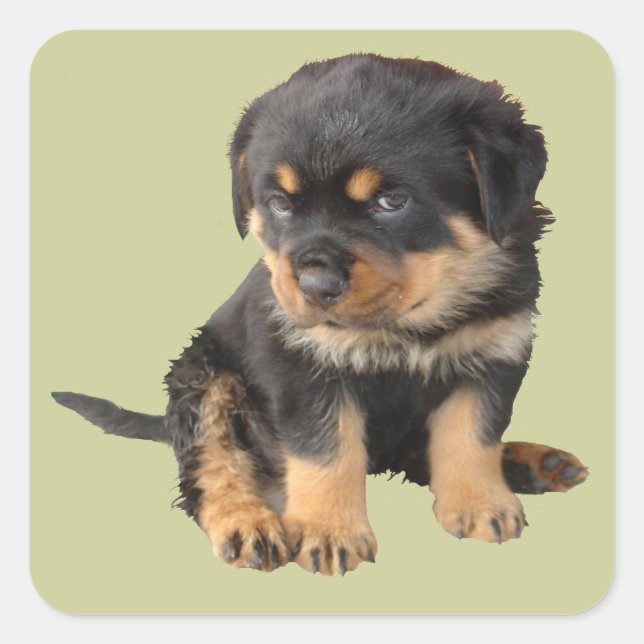 Adesivo Quadrado Eu não preciso ser dito que sou bonito (Frente)