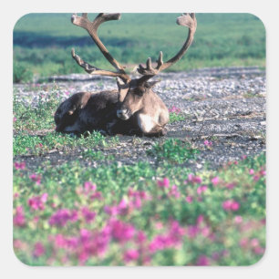 Adesivo Quadrado EUA, Alasca, Parque Nacional Denali, Caribu
