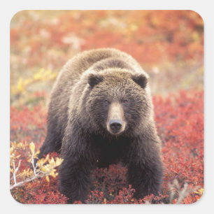 Adesivo Quadrado EUA, Alasca, Parque Nacional Denali, urso-pardo fê