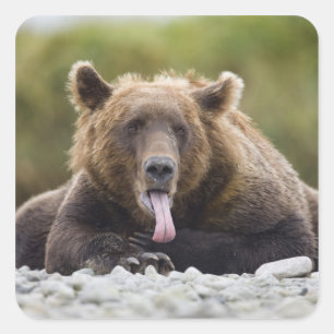 Adesivo Quadrado EUA, Alasca, Parque Nacional Katmai, Baía de Kukak