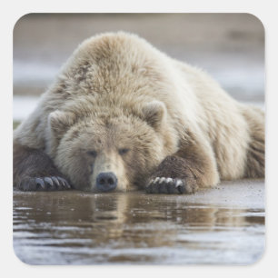 Adesivo Quadrado EUA, Alasca, Parque Nacional Katmai, Urso Pardo