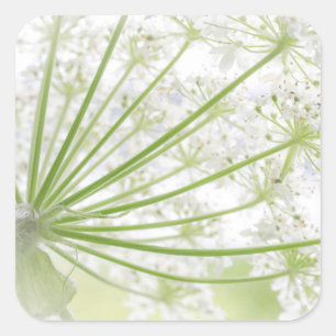 Adesivo Quadrado EUA, Alaska, Glacier Bay National Park 3