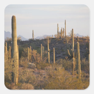 Adesivo Quadrado EUA, Arizona, Deserto de Sonora, Ajo, Ajo 2