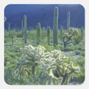 Adesivo Quadrado EUA, Arizona, Parque Nacional do Cacto Organ Pipe
