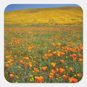Adesivo Quadrado EUA, Califórnia, Antelope Valley Califórnia