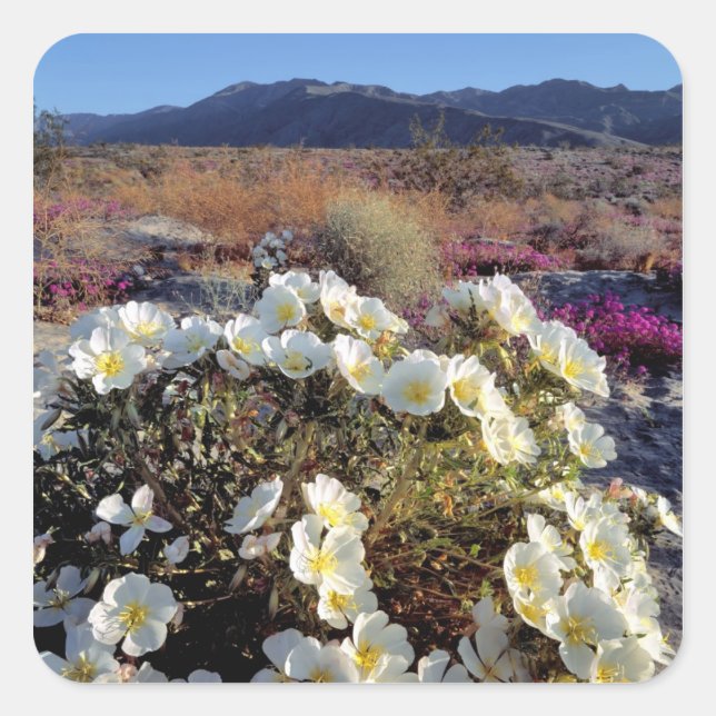Adesivo Quadrado EUA, Califórnia, Anza-Borrego DSP. Dune à noite 2 (Frente)