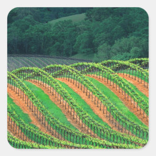 Adesivo Quadrado EUA, Califórnia, condado de Mendocino, um