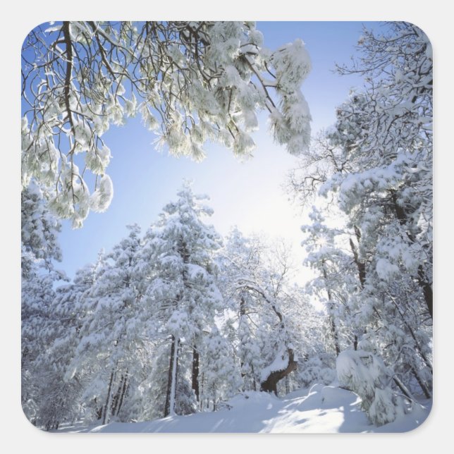 Adesivo Quadrado EUA, Califórnia, Floresta Nacional de Cleveland, (Frente)