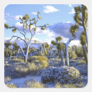 Adesivo Quadrado EUA, Califórnia, Parque Nacional Joshua Tree. 2