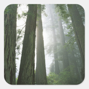Adesivo Quadrado EUA, Califórnia, Parque Nacional Redwood.