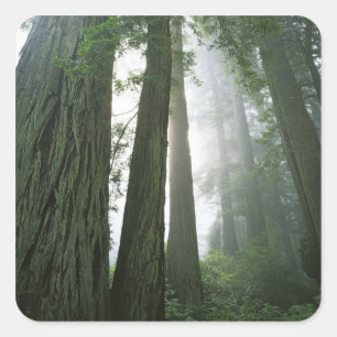 Adesivo Quadrado EUA, Califórnia, Parque Nacional Redwood, 2