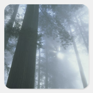 Adesivo Quadrado EUA, Califórnia, Parque Nacional Redwood, Del