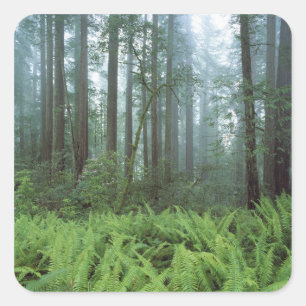 Adesivo Quadrado EUA, Califórnia, Parque Nacional Redwood. Samambai
