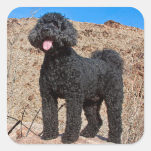 Adesivo Quadrado EUA, Califórnia. Posição de Labradoodle