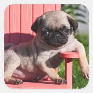 Adesivo Quadrado EUA, Califórnia. Pug Filhote Desleixado