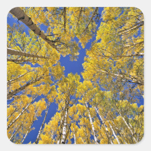 Adesivo Quadrado EUA, Colorado, área de Aspen. Floresta de Aspen no