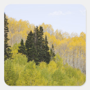 Adesivo Quadrado EUA, Colorado, Floresta Nacional de Gunnison, ao l