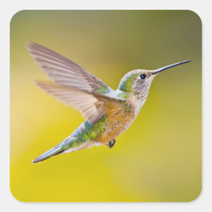 Adesivo Quadrado EUA, Colorado, o Condado de Summit, Heeney. Vista