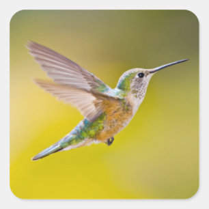 Adesivo Quadrado EUA, Colorado, Summit County, Heeney. Vista latera