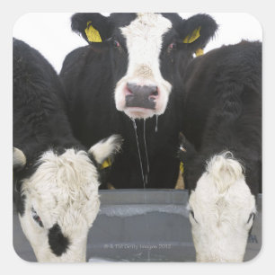 Adesivo Quadrado EUA, Estado de Nova York, bebendo de vacas congela