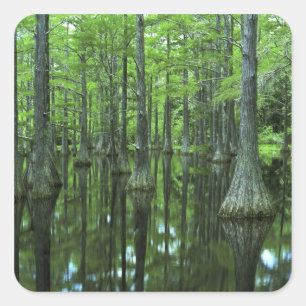 Adesivo Quadrado EUA, Flórida, Floresta Nacional Apalachicola, Care