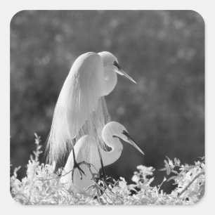 Adesivo Quadrado EUA, Flórida, Garça-branca-grande (Ardea alba) inf